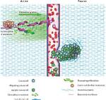 How Do Cells Crawl?