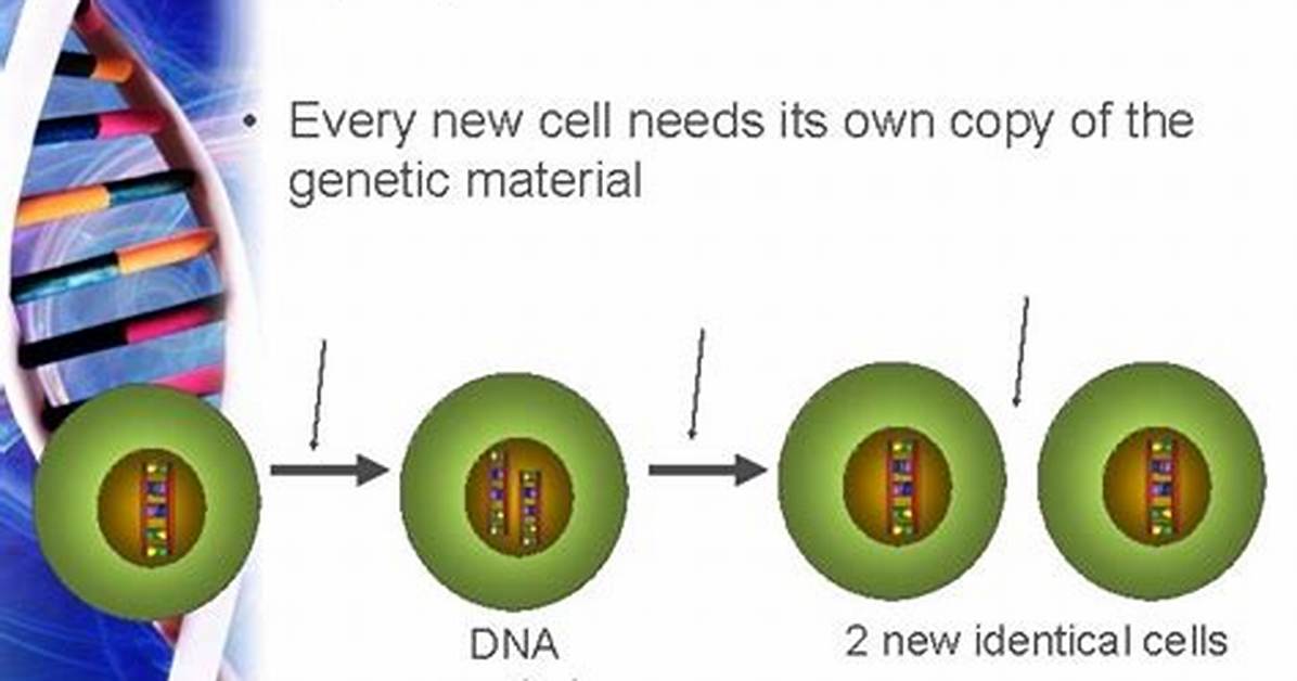 How Do Cells Replicate Dna