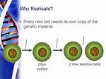 How Do Cells Replicate Dna