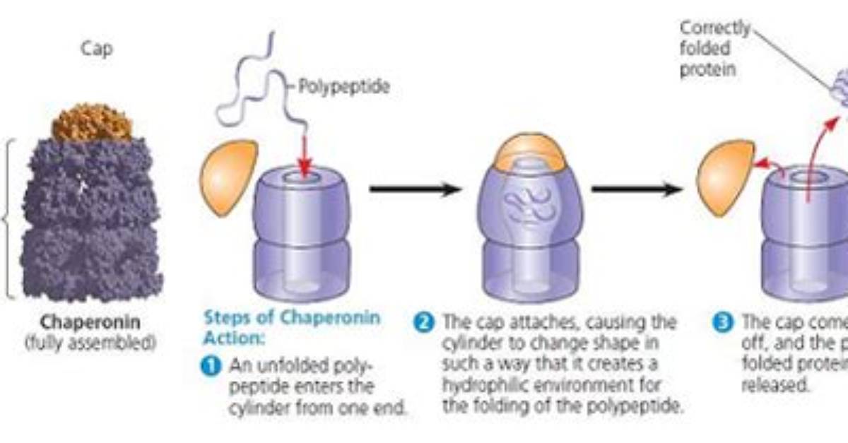 How Do Chaperone Proteins Work?