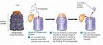 How Do Chaperone Proteins Work?