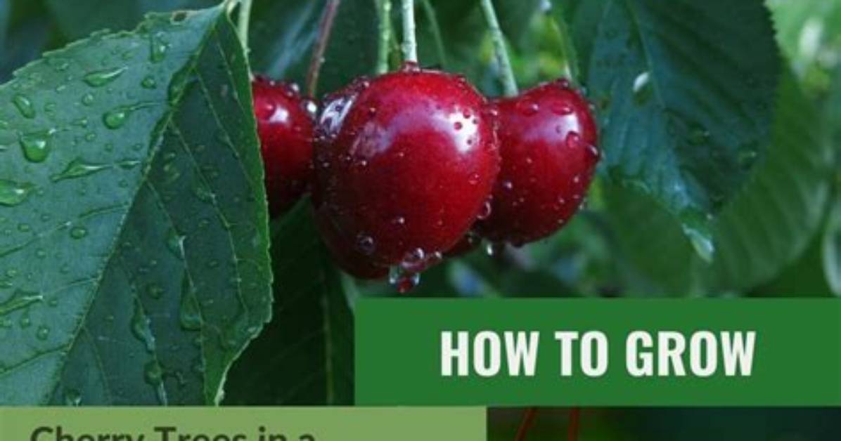 How Do Cherries Grow