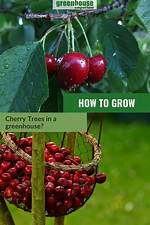 How Do Cherries Grow