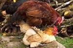 How Do Chickens Mate