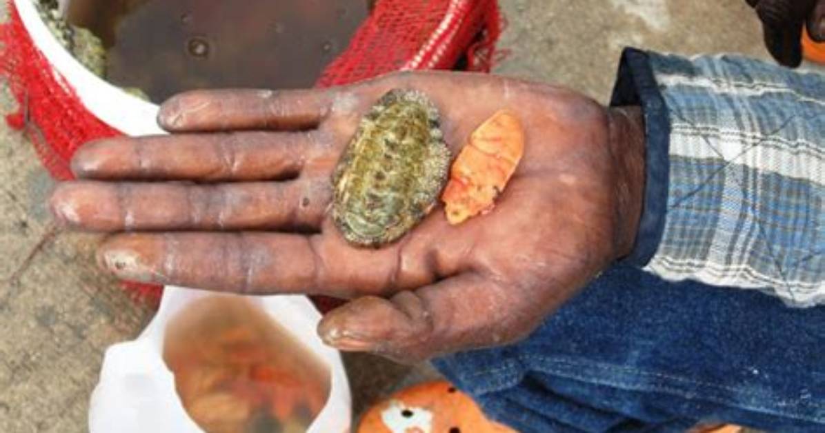 How Do Chitons Eat?