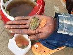 How Do Chitons Eat?