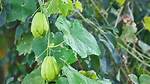 How Do Chokos Grow