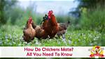 How Do Cockerels Mate?