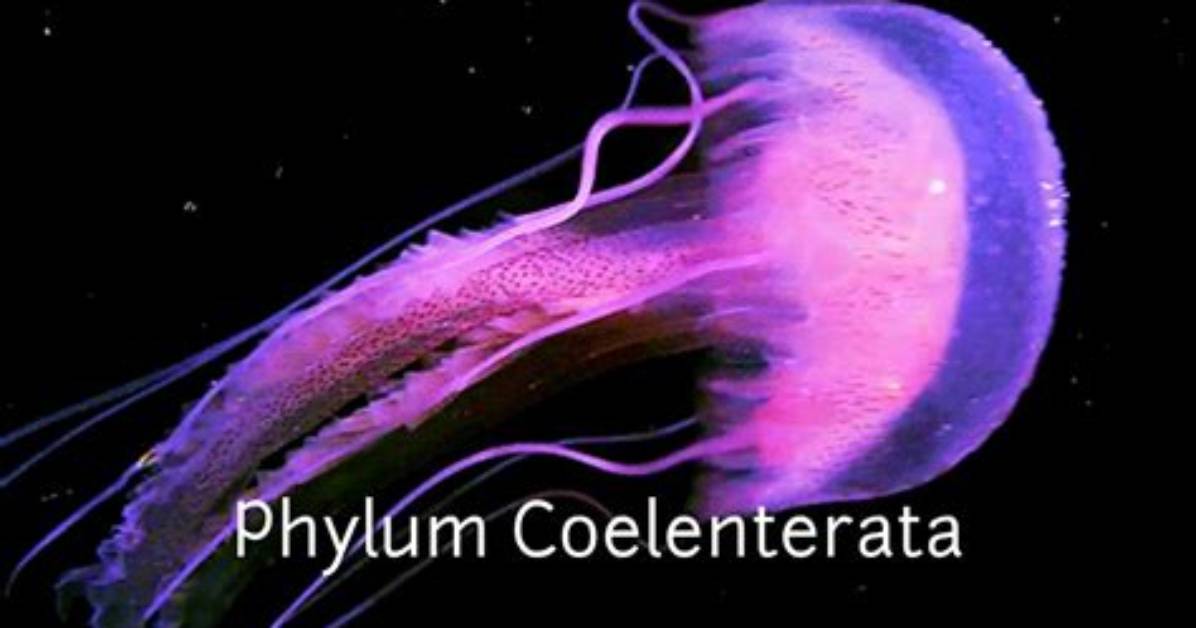 How Do Coelenterates Live?