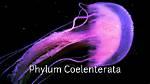 How Do Coelenterates Live?