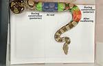 How Do Constrictors Kill You?