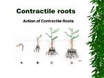 How Do Contractile Roots Work?