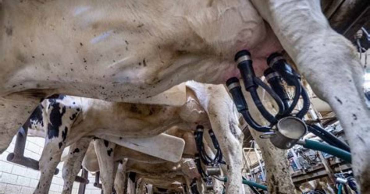How Do Cows Get Mastitis