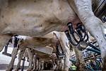 How Do Cows Get Mastitis