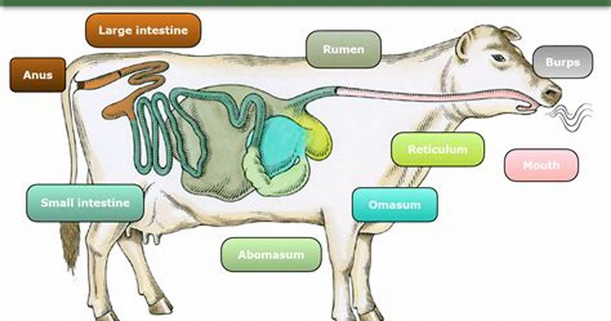 How Do Cows Ruminate?