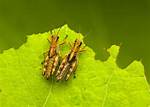 How Do Crickets Chirp