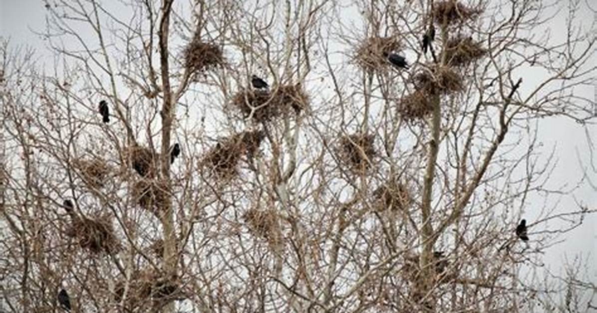 How Do Crows Nest?