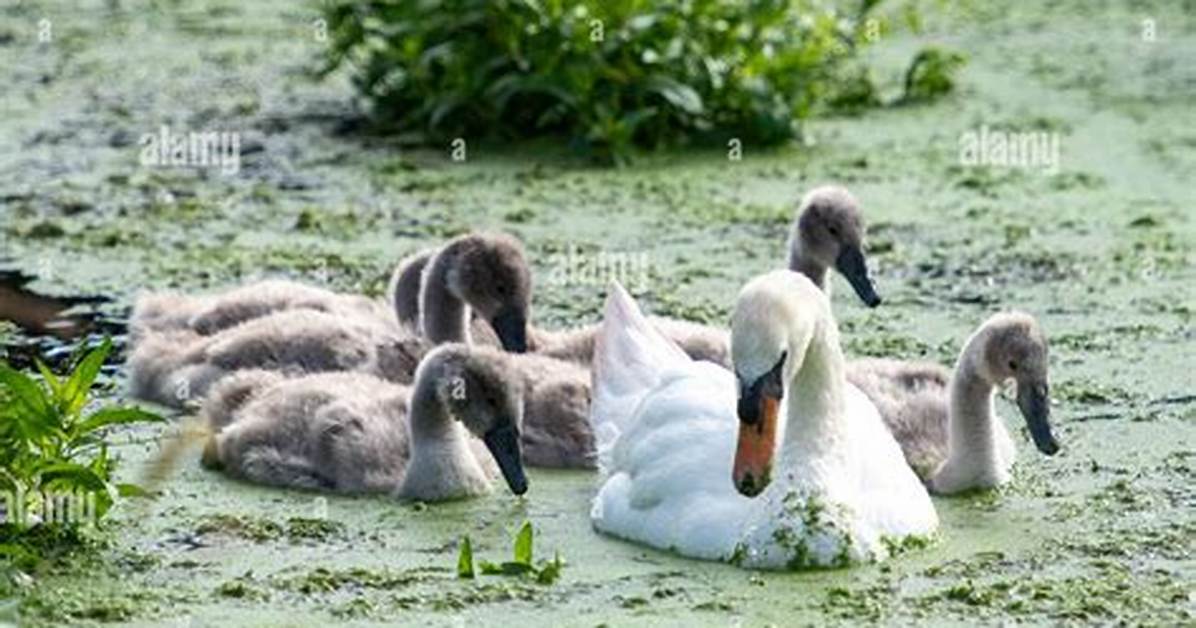 How Do Cygnets Feed?