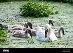 How Do Cygnets Feed?