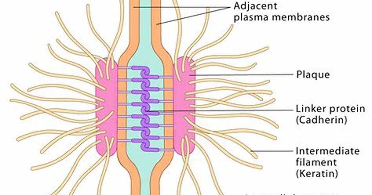 How Do Desmosomes Work?
