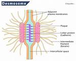 How Do Desmosomes Work?