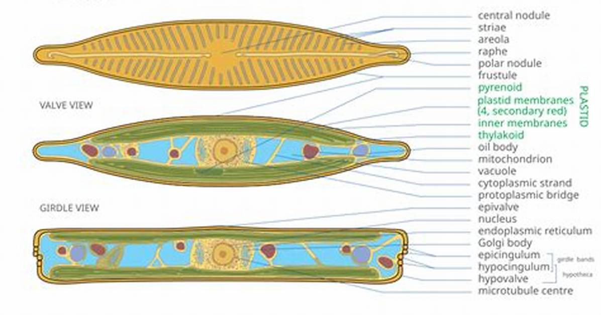 How Do Diatoms Move? | Contextresponse. Com