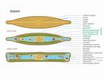 How Do Diatoms Move? | Contextresponse. Com