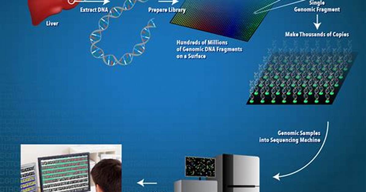 How Do Dna Sequencers Work?