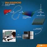 How Do Dna Sequencers Work?