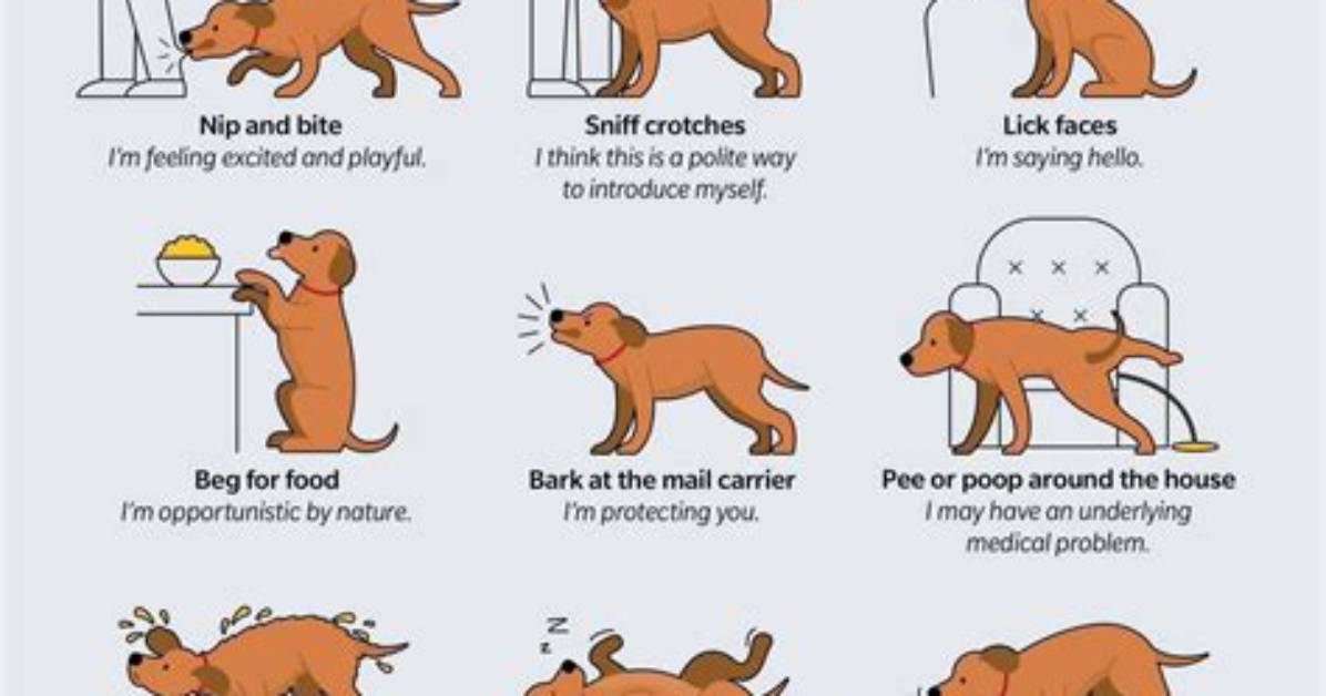 How Do Dogs Behave