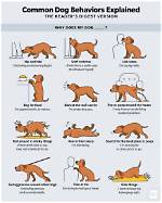 How Do Dogs Behave