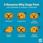 How Do Dogs Pant?