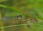 How Do Dragonflies Mate