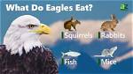 How Do Eagles Eat