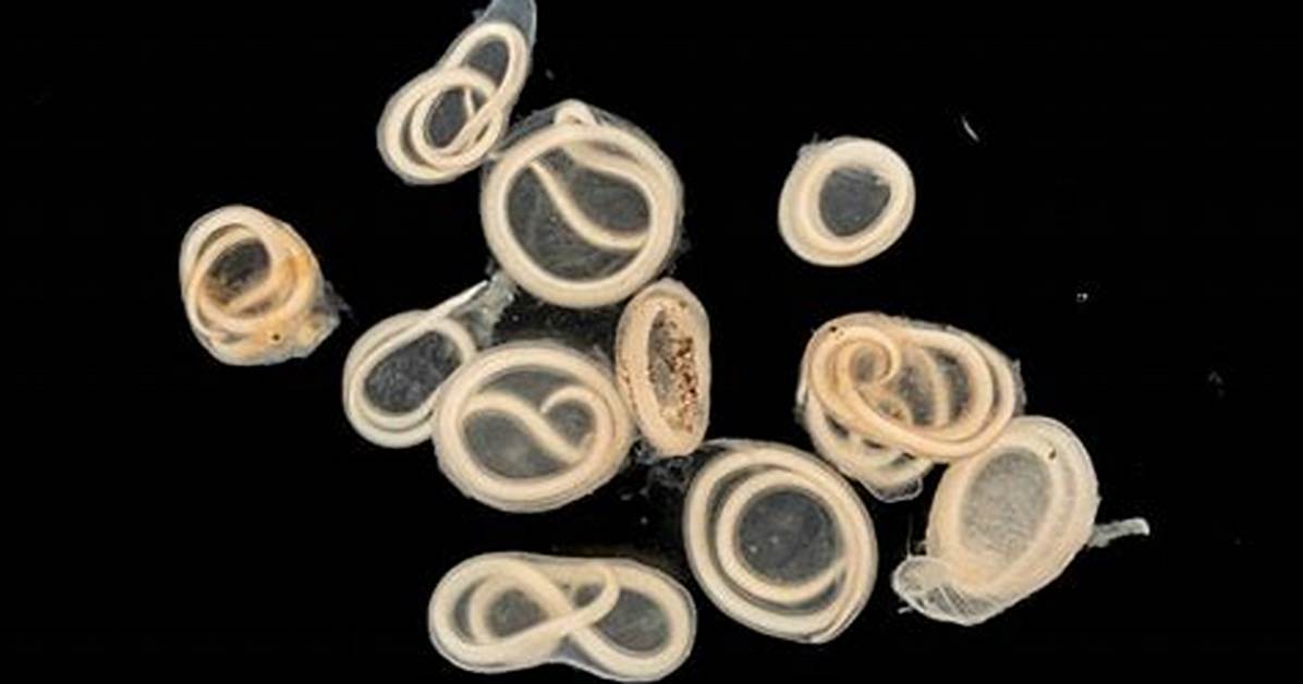 How Do Eelworms Spread