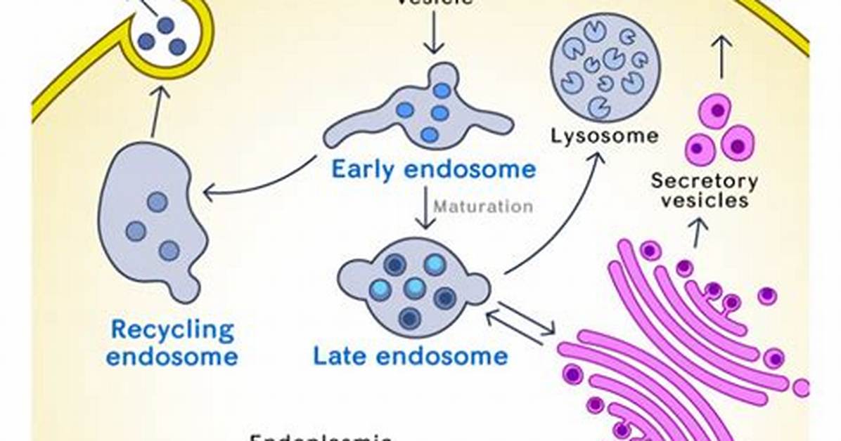 How Do Endosomes Form?