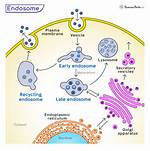 How Do Endosomes Form?