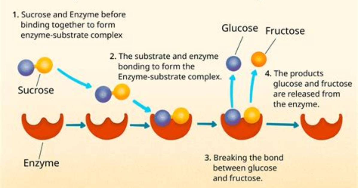 How Do Enzymes Function in a Lab