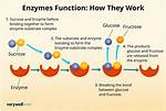 How Do Enzymes Function in a Lab