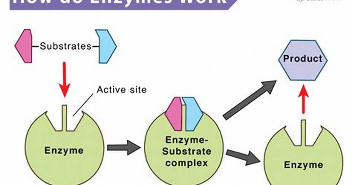 How Do Enzymes Work?