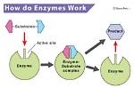 How Do Enzymes Work?
