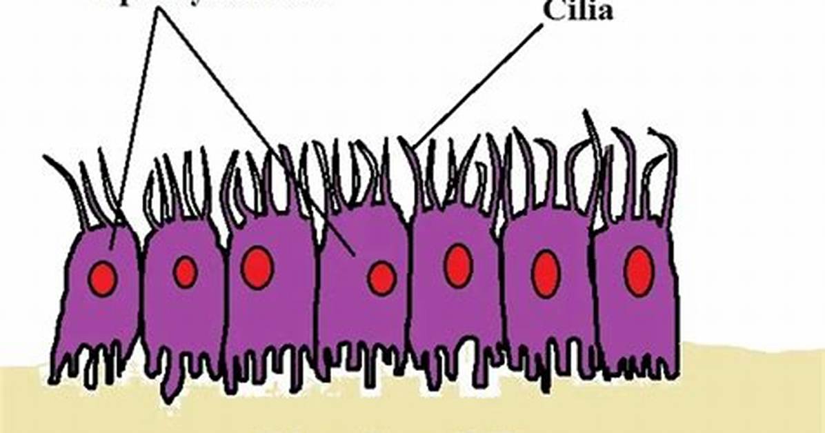 How Do Ependymal Work?