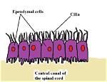 How Do Ependymal Work?