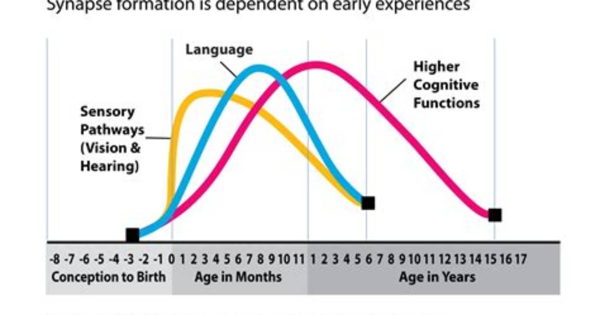 How Do Experiences Shape the Developing Brain?