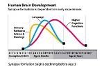 How Do Experiences Shape the Developing Brain?