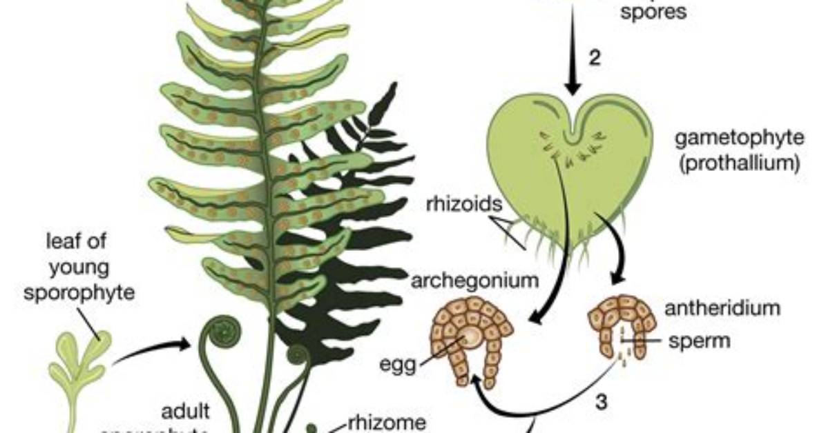 How Do Ferns Eject Spores
