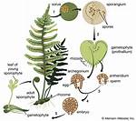 How Do Ferns Eject Spores