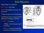 How Do Fish Muscles Function in Swimming?