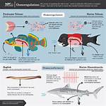 How Do Fish Use Osmoregulation