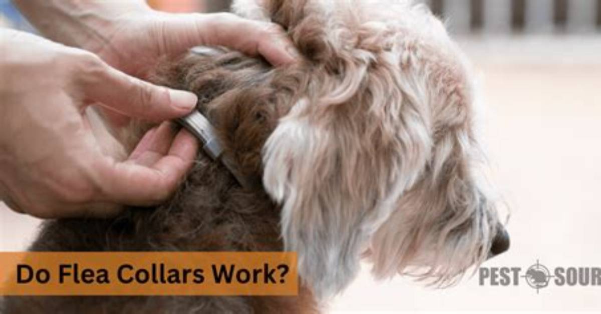 How Do Flea Collars Work?
